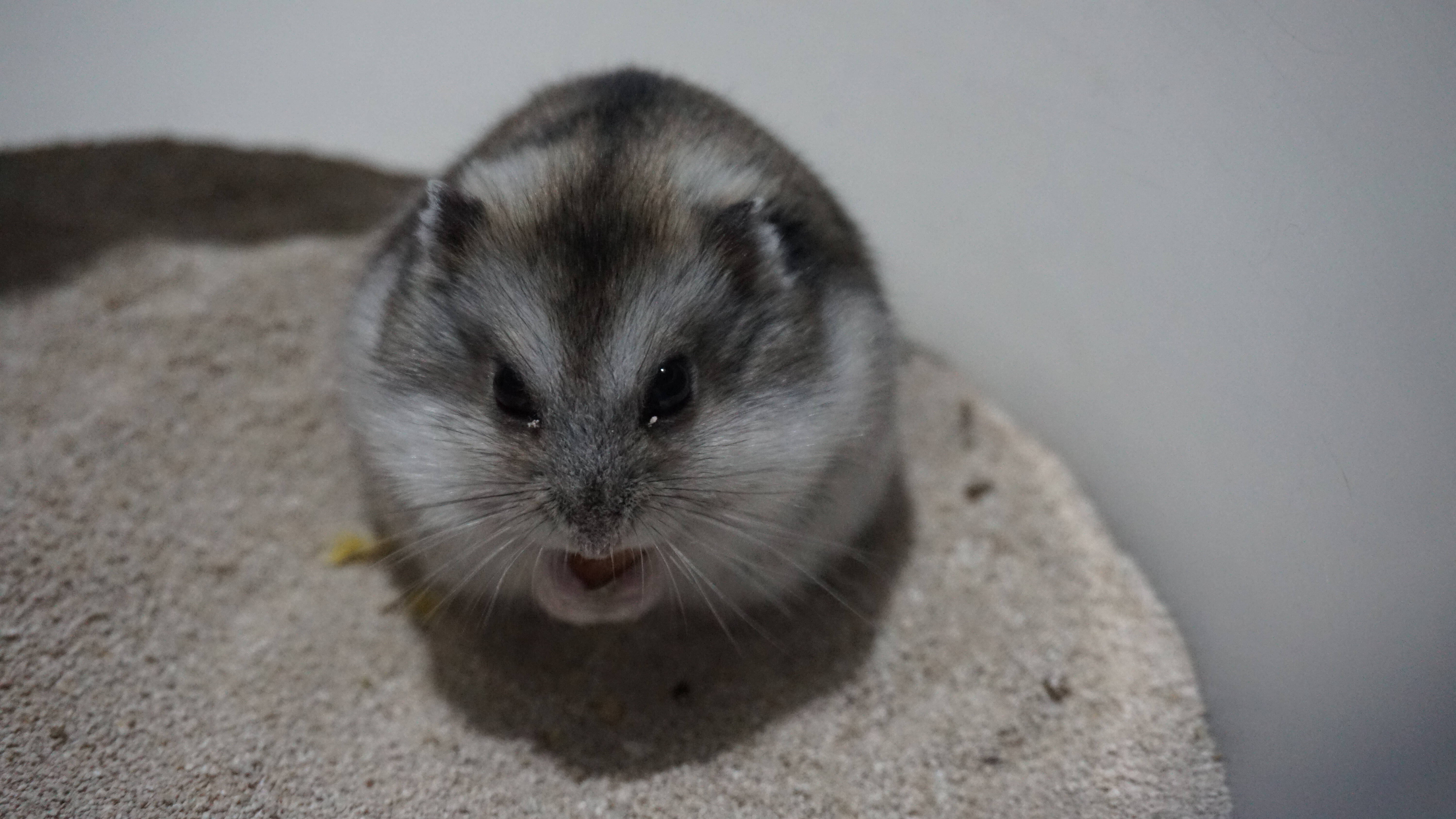 Hamster anão russo campbell. Foto: shutterstock 