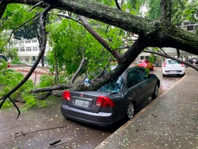 O ideal, em dias de chuva com vento, é que as pessoas evitem circular pelas ruas, principalmente onde há uma densa arborização   Reprodução: Flipar