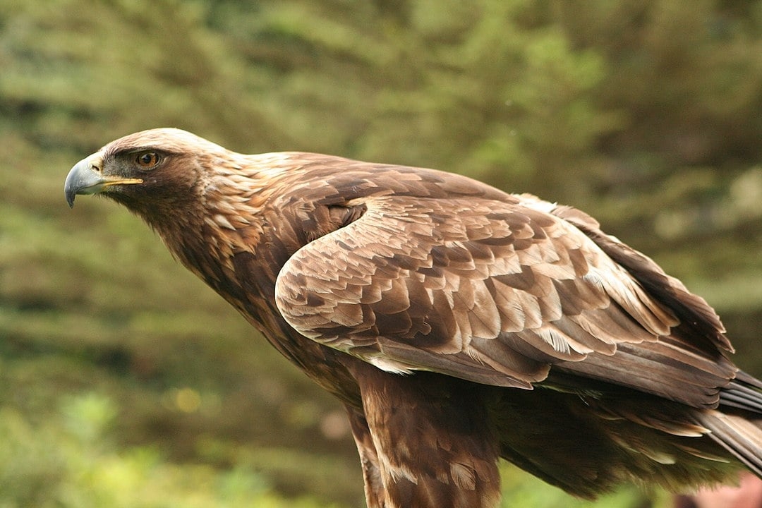 A águia-real faz parte do grupo que abrange aves de médio a grande porte, com asas largas e caudas relativamente curtas, adaptadas para um voo potente e muitas vezes planado.  Reprodução: Flipar