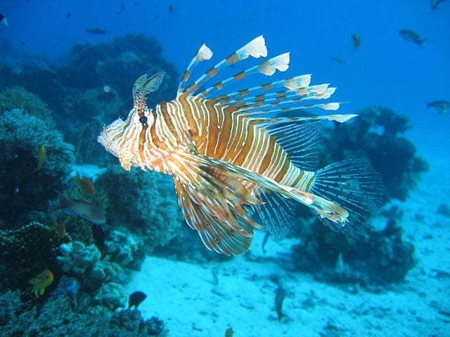 O Projeto Equilíbro dos Mares, no Ceará, realiza um trabalho de conscientização ambiental para o combate ao peixe-leão, que, por ser uma espécie invasora, ameaça a biodiversidade brasileira. Reprodução: Flipar