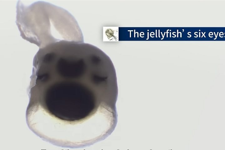 A anatomia ocular da espécie é bastante curiosa: os 24 olhos são organizados em seis grupos distintos, sendo dois maiores e quatro menores em cada conjunto. Reprodução: Flipar