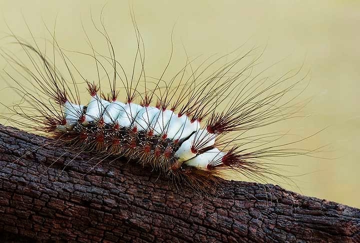 A Megalopyge lanata é conhecida como lagarta de fogo por conta da sensação de queimação que ocorre no contato entre o inseto e a pele. A espécie tem distribuição por toda a América do Sul. Reprodução: Flipar