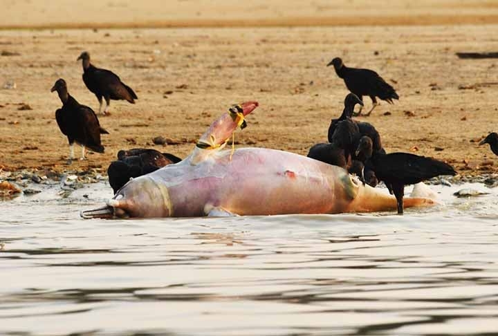 Em 2024, a ONG constatou a morte de 21 tucuxis, cinco botos-vermelhos, dois golfinhos não identificados e quatro peixes-bois.
 Reprodução: Flipar