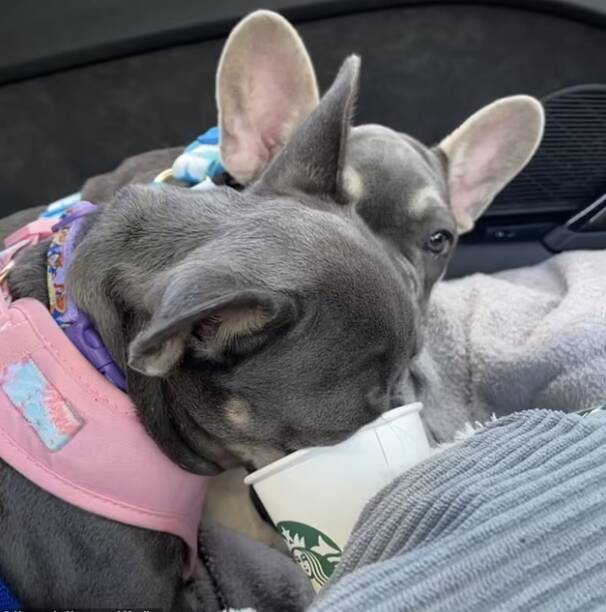 Bonnie já tinha tomado um "puppuccino" antes e não teve problemas. Foto: Reprodução/Daily Mail