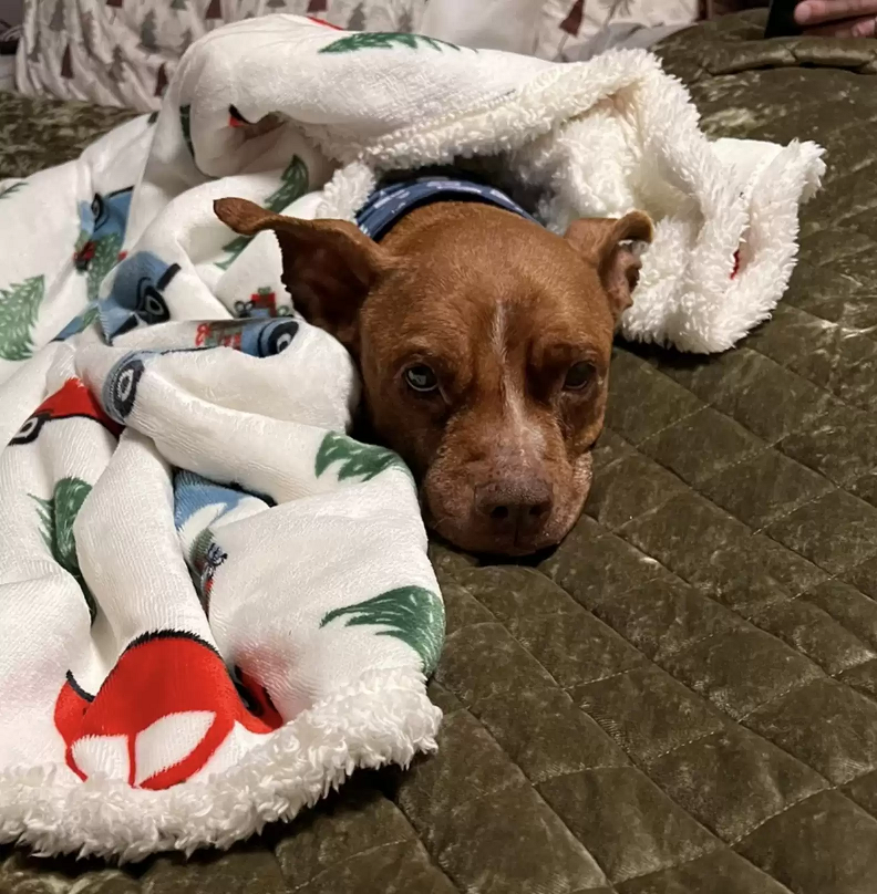 Emmy está em um lar adotivo temporário, enquanto se recupera para ser disponibilizada para adoção responsável. Foto: POET Animal Rescue