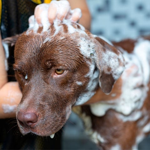 Dica importante: Higiene dos cachorros - A higiene é importante para deixar o animal saudável e prevenir doenças. Entre os cuidados de higienização estão a escovação, limpeza dental, dos ouvidos, além dos banhos regulares.   Reprodução: Flipar