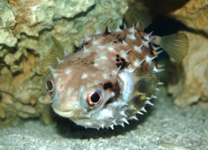 O baiacu é uma espécie de peixe com potencial muito tóxico para outros animais marinhos.
 Reprodução: Flipar