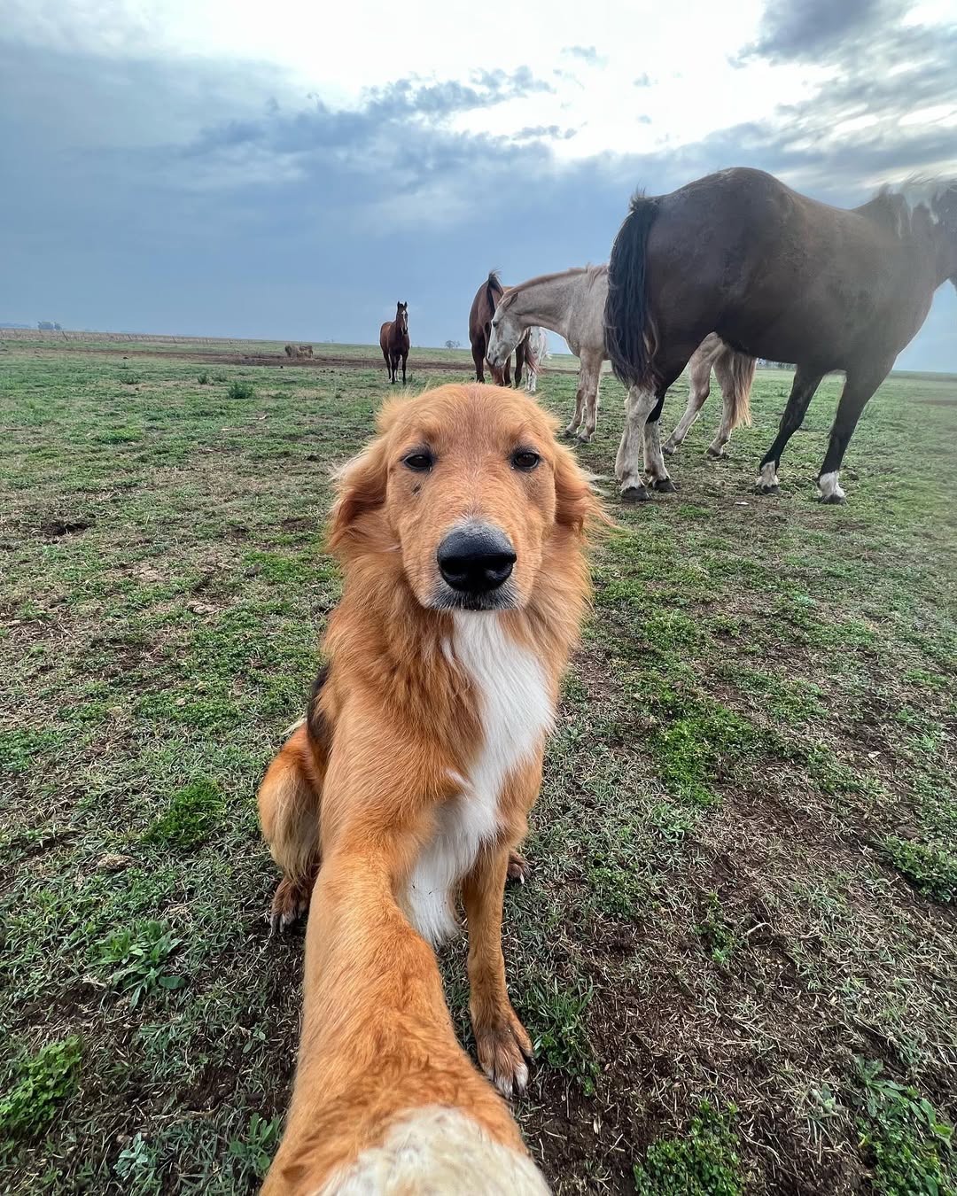 Fotos do golden retriever Preguntale no Instagram Instagram