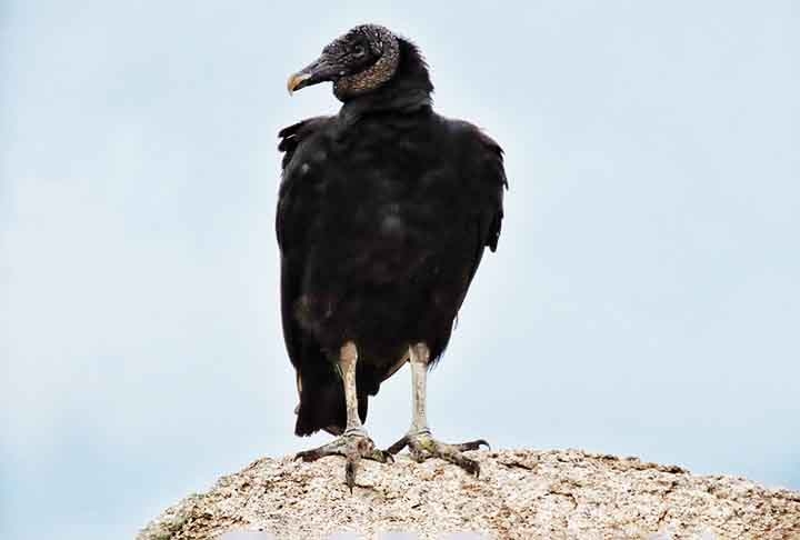 Os urubus são animais que não constroem ninhos. Para colocar seus ovos, utilizam fendas em penhascos ou árvores ocas. Nas grandes cidades, os urubus podem utilizar sacadas de prédios para colocar seus ovos. Reprodução: Flipar