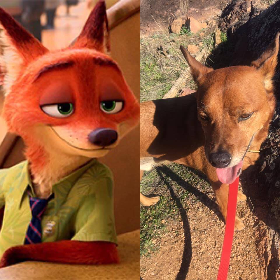 Pets como personagens de filmes. Foto: Pets como personagens de filmes