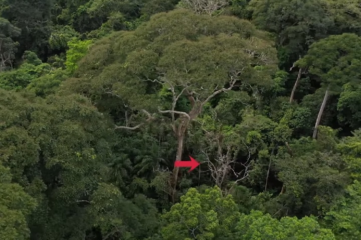 Os pesquisadores agora investigam quais características tornam essas árvores resistentes aos raios e se outras espécies também compartilham essa habilidade. Reprodução: Flipar