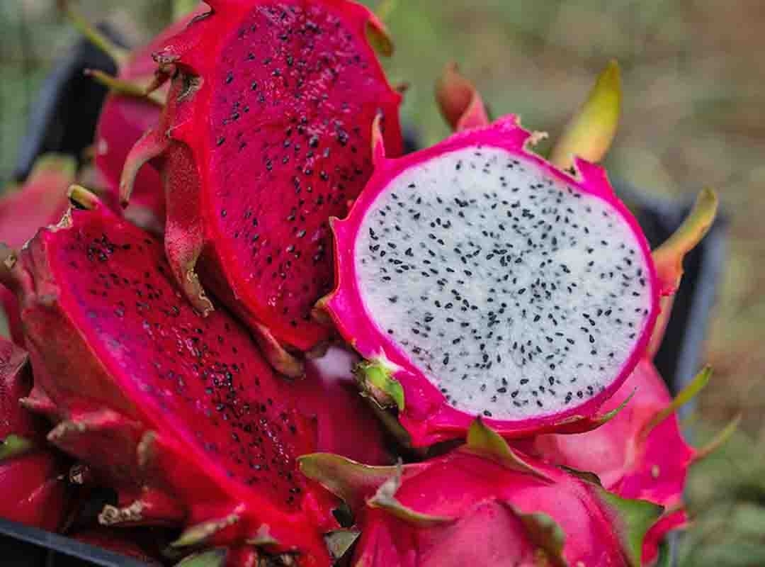 A pitaya tem casca escamosa e colorida, variando de rosa a amarelo ou vermelho. A polpa é suculenta e translúcida, que pode ser branca ou vermelha, com pequenas sementes pretas comestíveis espalhadas. Tem um sabor suave e doce, que lembra uma mistura de kiwi e melão. Reprodução: Flipar