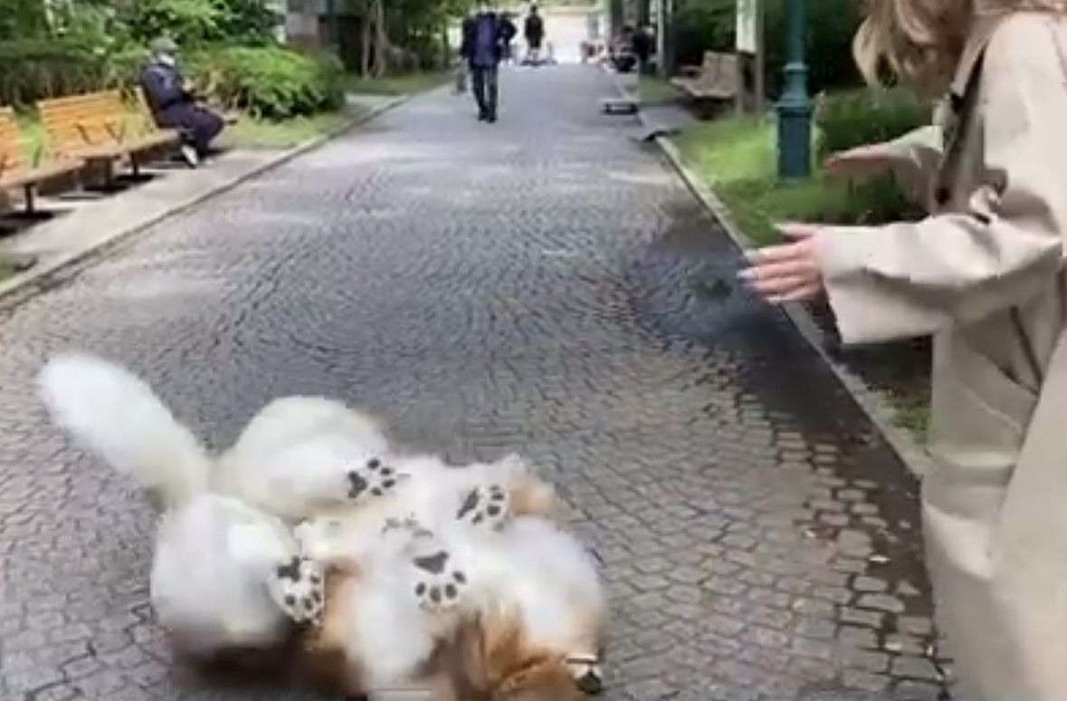 O primeiro passeio foi em um parque e Toko até rolou no chão, tamanha a felicidade de poder se passar por cão em público.  Reprodução: Flipar