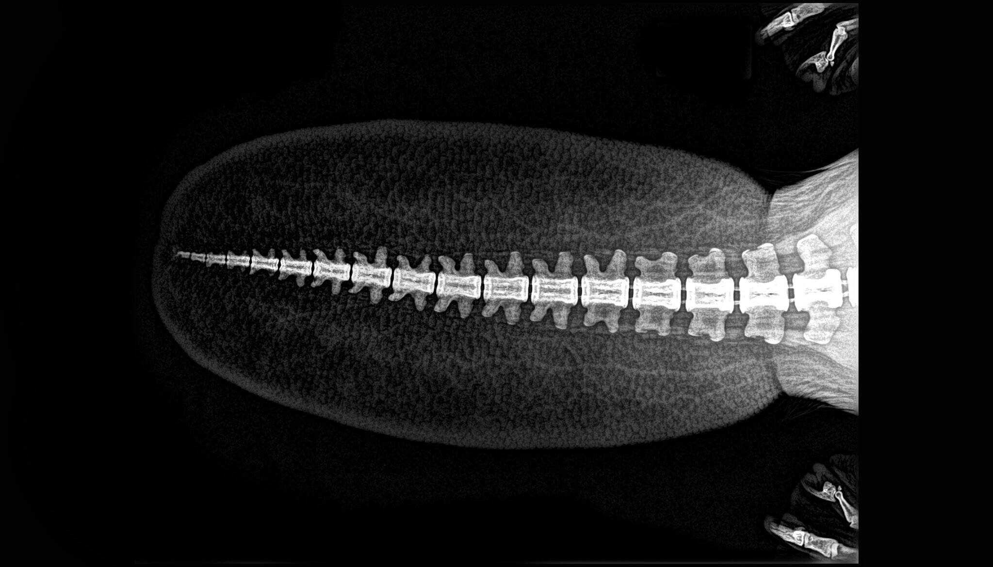 Imagens de raio-x de animais viralizaram após publicação do Oregon Zoo; confira todas. Foto: Divulgação/Oregon Zoo