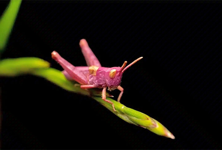 Gafanhotos rosa são insetos raros e surpreendentes, que ganham essa cor por causa de uma mutação genética, e enchem os olhos de quem os encontra na natureza.  Reprodução: Flipar