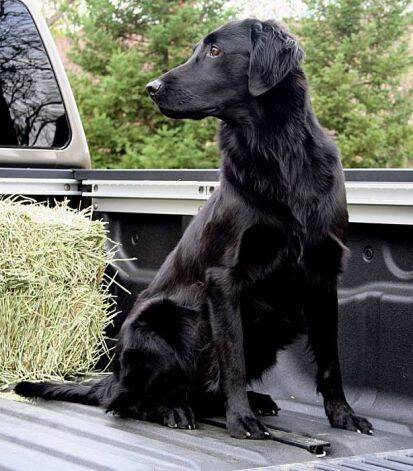 Flat Coated Retriever. Foto: Reprodução Pinterest