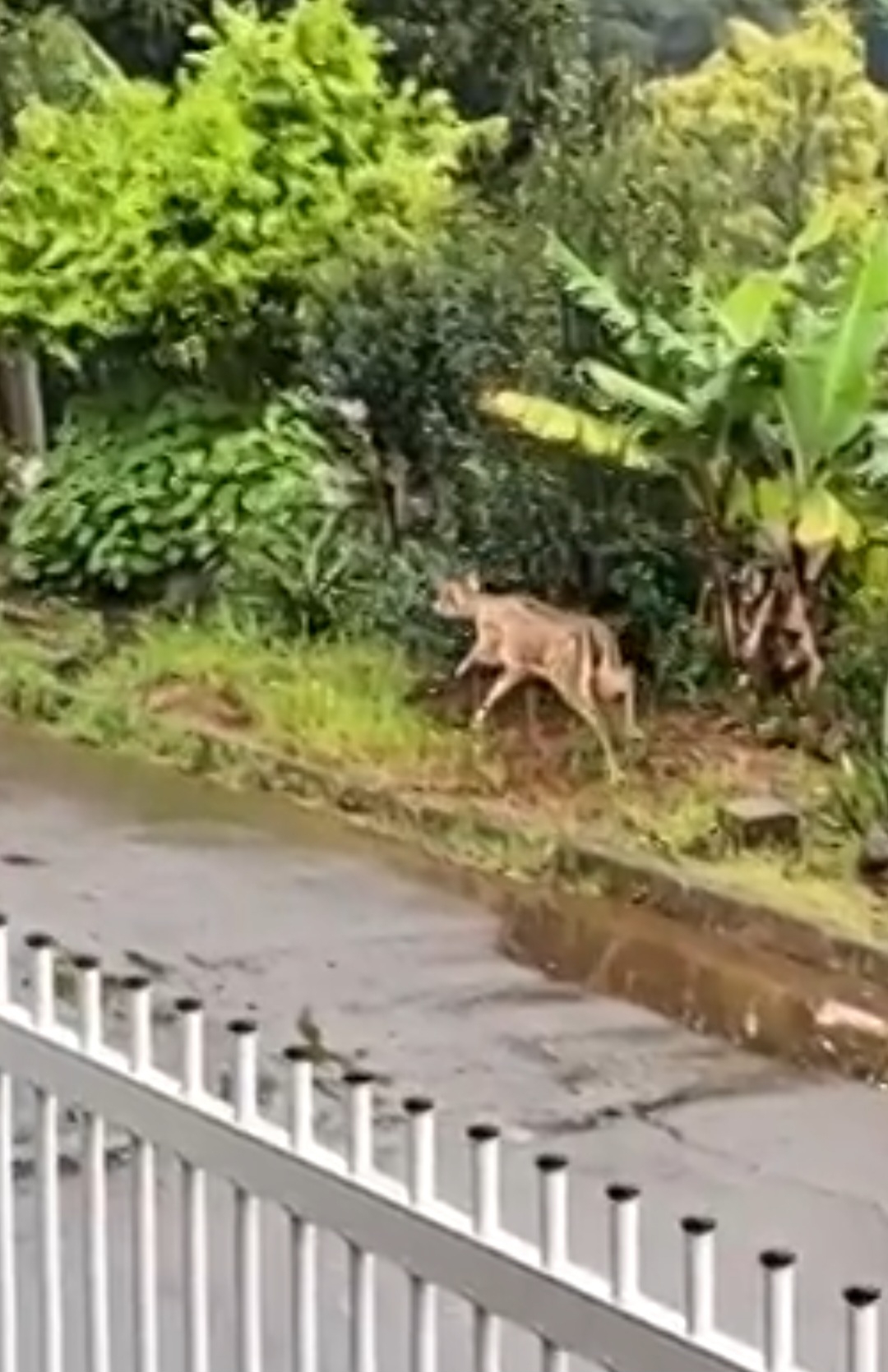 Especialistas disseram que essa espécie, também conhecida como chital, é nativa das florestas da Índia, Sri Lanka, Nepal, Bangladesh, Butão e Paquistão. Reprodução: Flipar