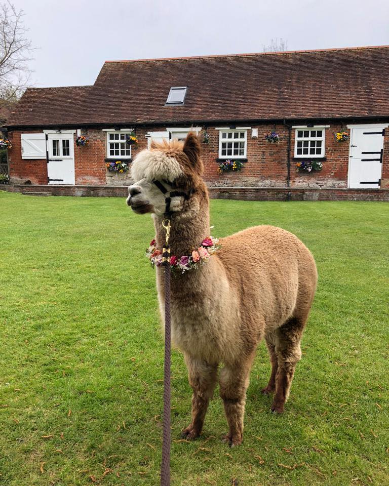 Fazenda oferece casamentos de alpaca: animais usam laços para se misturar com os convidados. Foto: Reprodução/Instagram
