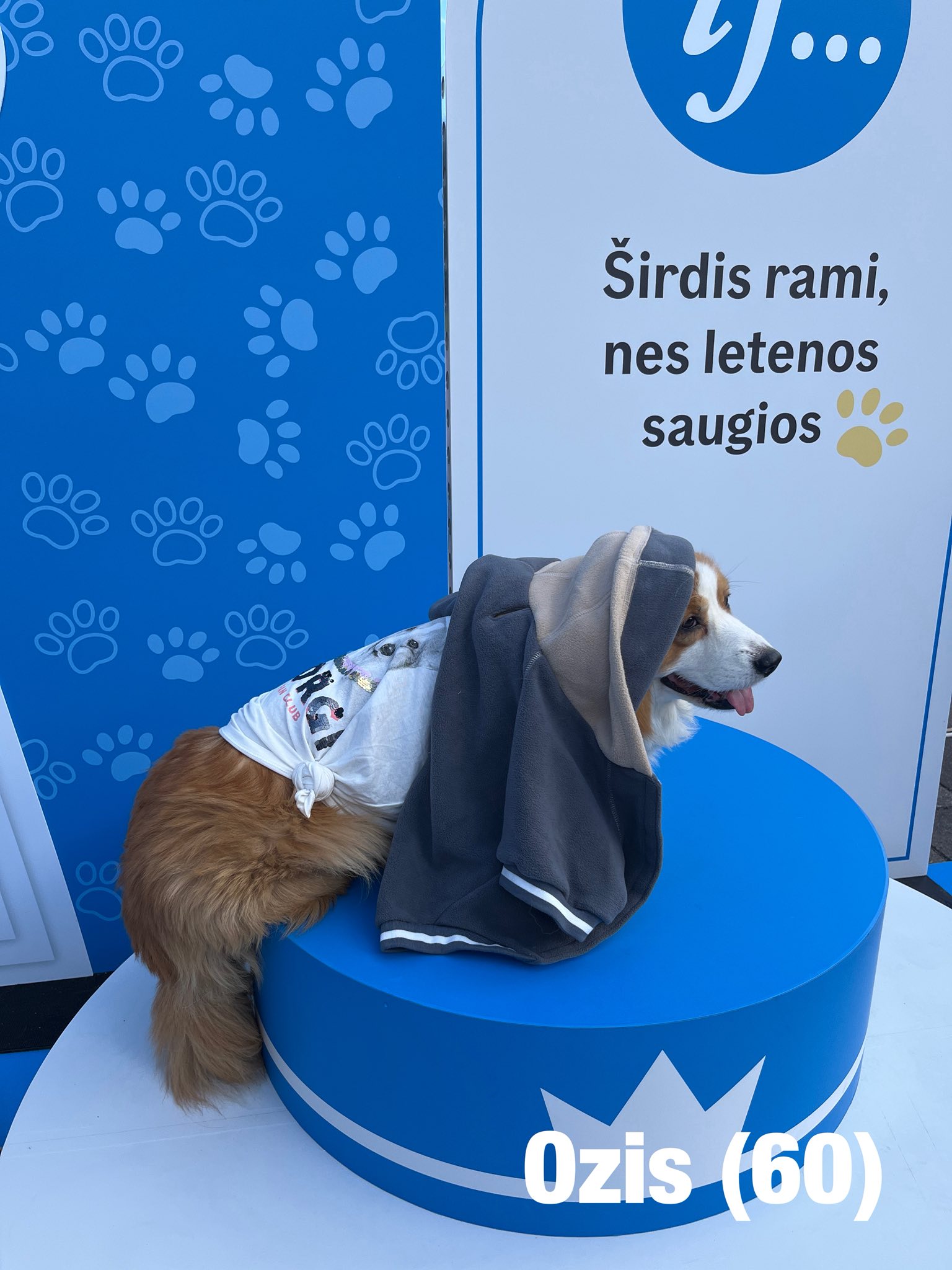 Corrida de Corgis reúne competidores fantasiados na Lituânia. Foto: Facebook/Corgi Race Vilnius
