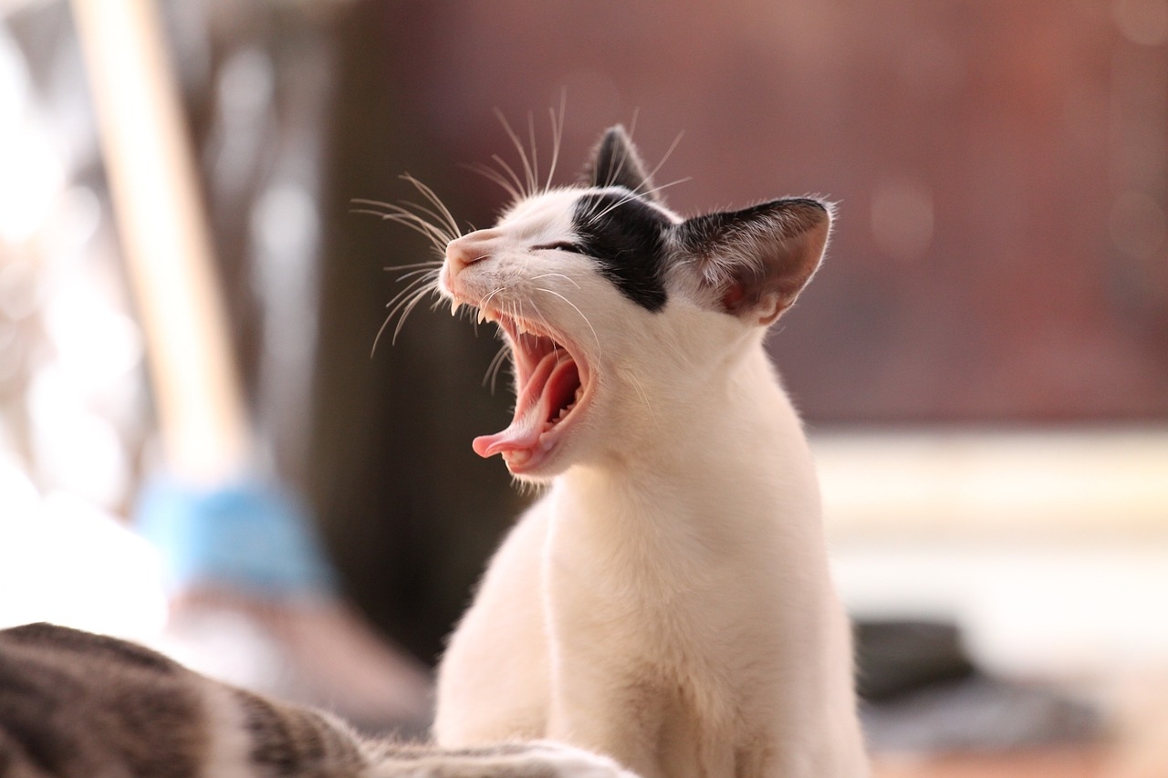 O cérebro de um gato apresenta uma semelhança biológica mais próxima ao cérebro humano do que o cérebro de um cão, compartilhando uma região responsável pelas emoções. Reprodução: Flipar