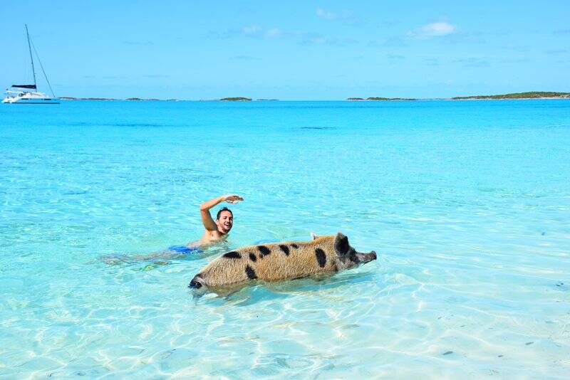 Na Pig Beach o turista pode nadar com porcos gigantes
 . Foto: Divulgação