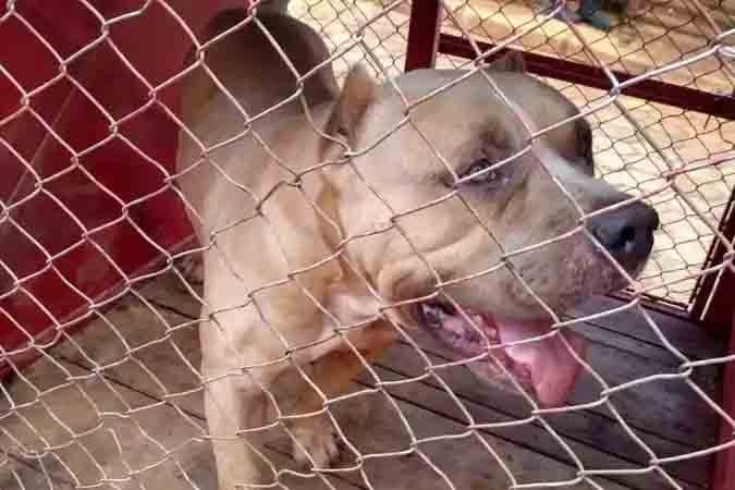 Pitbull foi capturado pelo Corpo de Bombeiros após atacar animais na comunidade Povoado de Tamanduá, em Itacambira, próximo à cidade de Montes Claros, em Minas Gerais.  Reprodução: Flipar