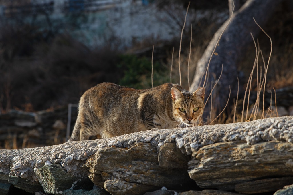Gato de rua em Syrus (GR). Foto: Divulgação - Syrus Cats (GR)
