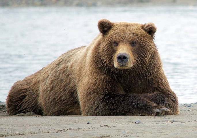 Urso-pardo - Esses ursos vivem sozinhos a maior parte do tempo e só se encontram com outros na época de acasalamento ou quando há uma fonte de alimento abundante, como um rio cheio de salmões. Reprodução: Flipar