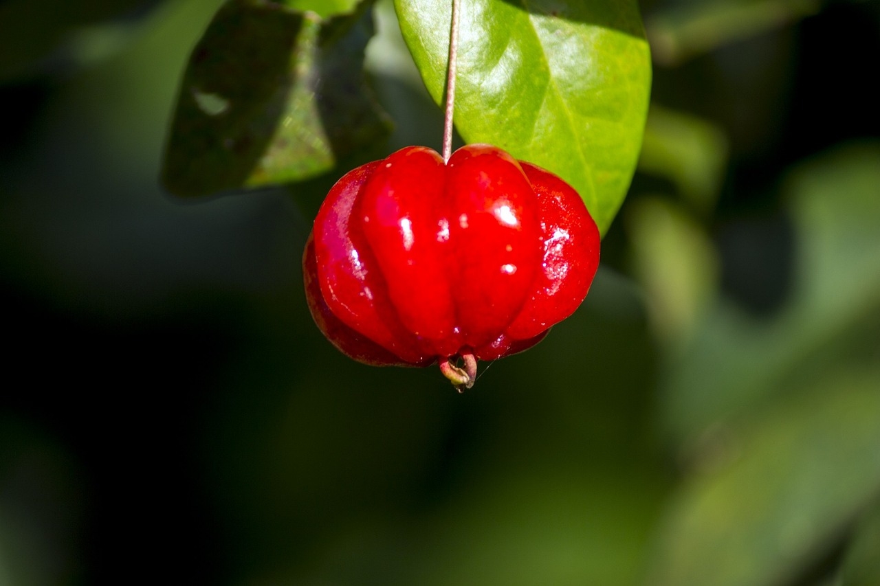 A pitanga tem vitamina C e A - antioxidantes que ajudam a combater os radicais livres que causam envelhecimento da pele. A vitamina C também age aumentando a produção de colágeno, importante para combater a flacidez, rugas e linhas de expressão, melhorando a qualidade e o aspecto da pele. Reprodução: Flipar