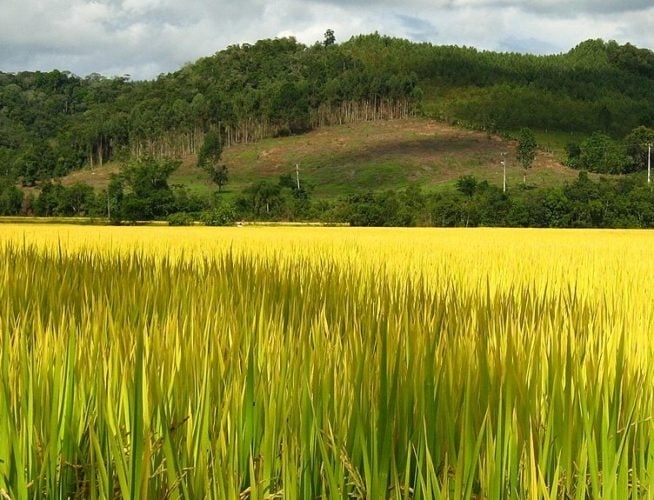 Outra atividade local muito praticada é a agricultura, principalmente os cultivos de arroz, milho e frutas sendo os principais produtos. Reprodução: Flipar