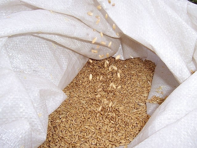 O Dia do Trigo, comemorado em 10 de novembro, é uma data importante para reconhecer o trabalho dos produtores desse cereal fundamental para a alimentação mundial. Reprodução: Flipar