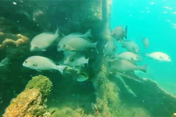 A ilha artificial da Baia Cockle passou a hospedar uma rica variedade de pássaros marinhos e terrestres, além de peixes.
 Reprodução: Flipar