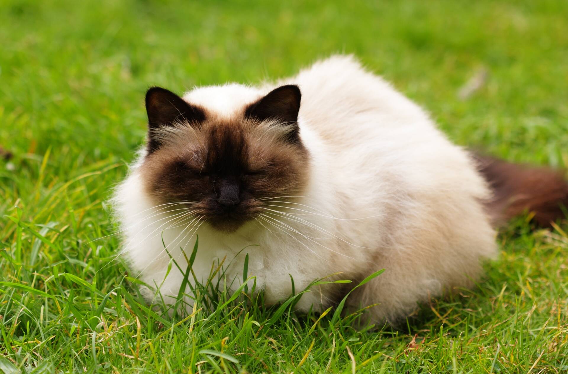 O himalaia é uma mistura das raças de gatos siamês e persa. Foto: Reprodução