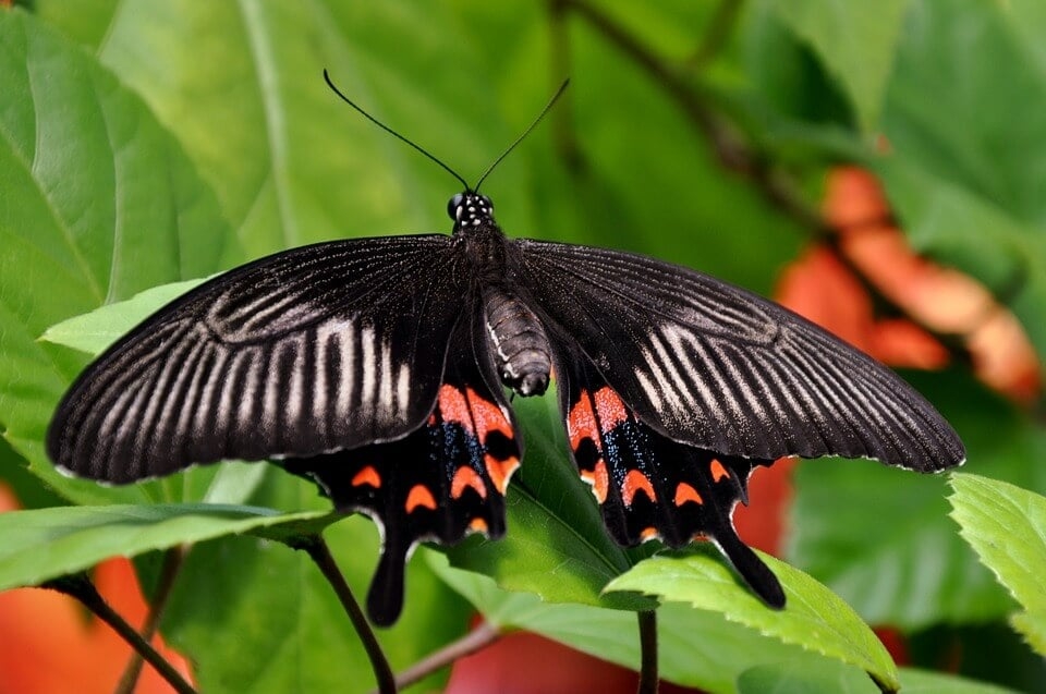 Borboleta mórmon - Vive na Ásia, entre Índia e Indonésia. As asas são grandes, de até 15 cm.  Reprodução: Flipar
