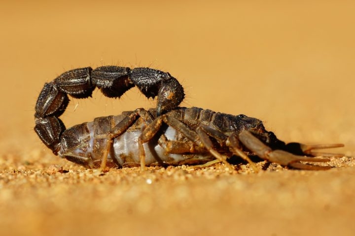 Diferente da maioria dos fósseis de aracnídeos da época, que são preservados em âmbar, este foi encontrado em sedimentos, uma condição rara devido ao habitat desses animais. Reprodução: Flipar