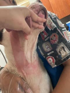 Oscar sofreu maus-tratos e chegou ao abrigo com uma grande ferida no pescoço. Foto: Reprodução/Humans and Animals United