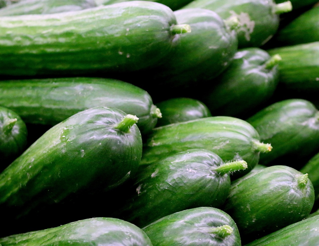 O pepino também é conhecido por suas propriedades anticancerígenas. Ele contém cucurbitacinas, substâncias que demonstraram ter um efeito antiproliferativo, ou seja, inibem o crescimento de células cancerosas. Reprodução: Flipar