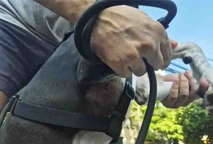 Em 5/1/2025, um policial reformado se machucou ao tentar salvar seu cachorro, atacado por um pitbull que estava solto e sem focinheira  no bairro do Maracanã, no Rio de Janeiro (RJ). O pequeno Oreo ficou com quatro feridas após o ataque Reprodução: Flipar