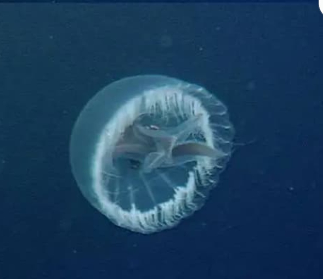 A espécie recebeu o nome de medusa da cruz de São Jorge em referência ao seu formato visto de cima - que lembra a cruz vermelha da bandeira inglesa. Como toda água viva ela é transparente. Mas esta tem um estômago avermelhado. Reprodução: Flipar
