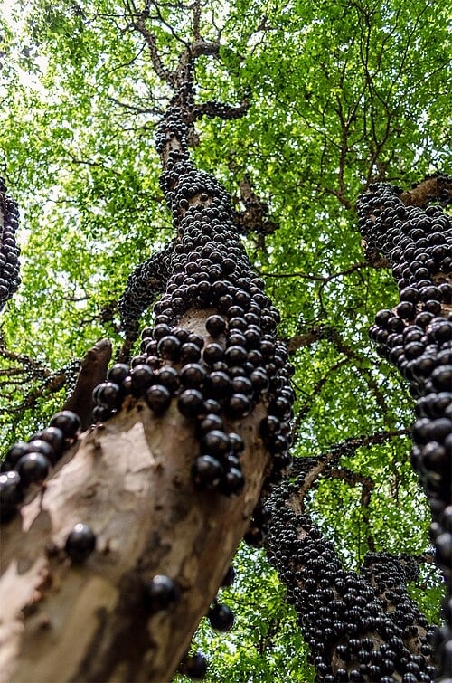 Queridinha das dietas, a roxinha é famosa pelo baixo valor calórico. Em 100 g de jabuticaba crua, existem apenas 58 calorias.  Reprodução: Flipar