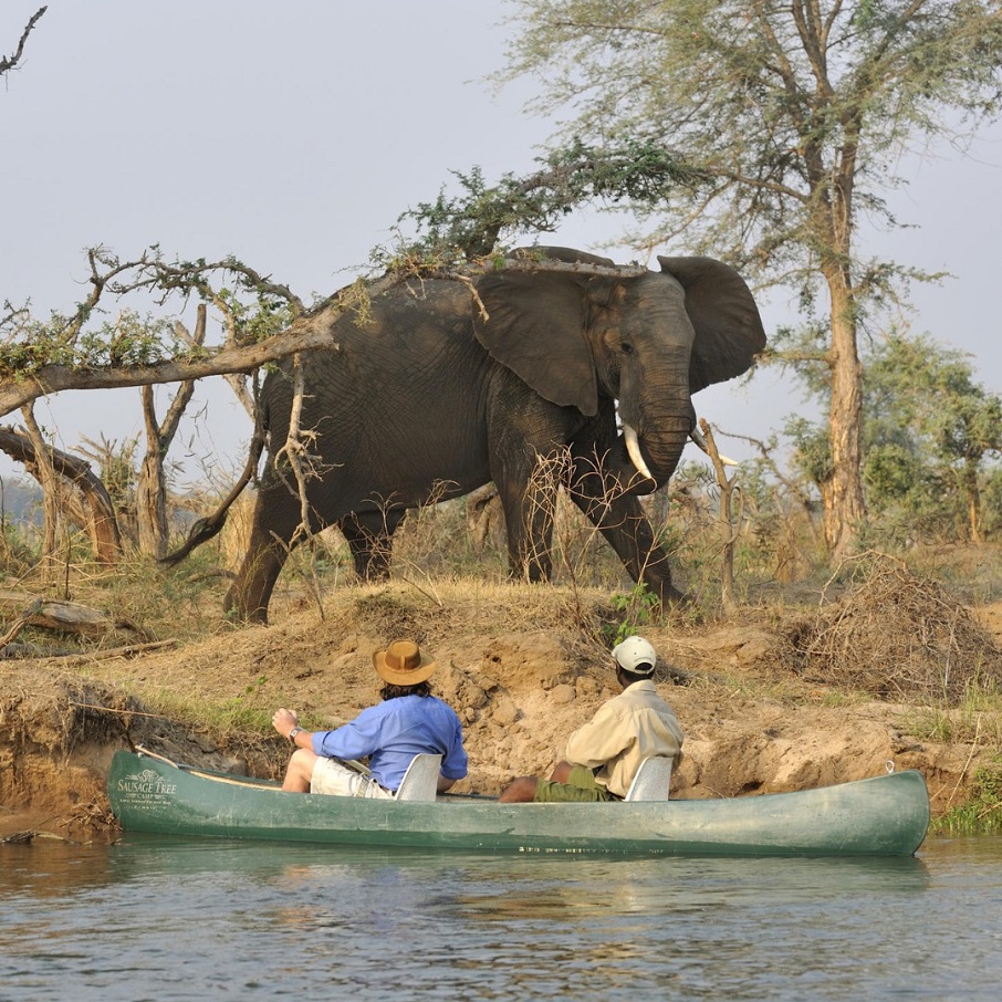 Turistas admiram elefante durante safári na Zâmbia. Foto: Reprodução/Instagram 25.08.2023