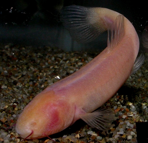 Segundo estudo publicado pela revista científica ‘Current Biology’, ao examinar a espécie nomeada como ‘Phreatichthys andruzzii’, os estudiosos identificaram um comportamento inusitado: o animal morre ao ser exposto à luz do sol.  Reprodução: Flipar