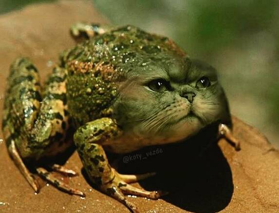 O instagram busca juntar corpos de animais com rosto de gatos de maneira hilária. Foto: Reprodução/ Instagram