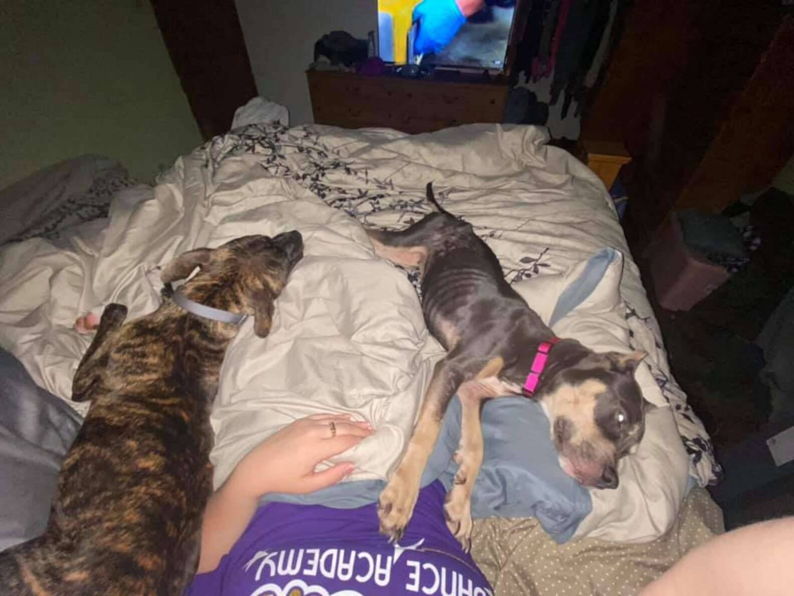 Remi dorme na cama com Jami Lassell e outro pitbull de 9 meses. Foto: Reprodução/The Dodo