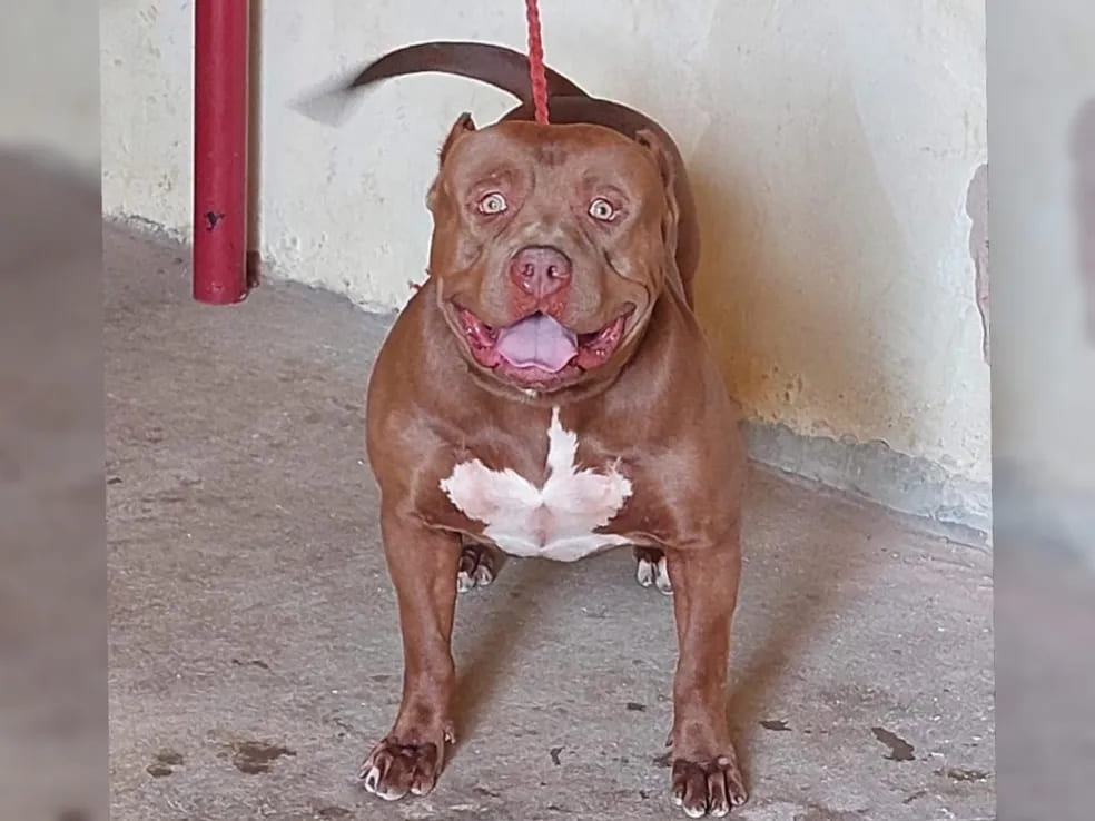 Em 13/8/2023, um menino de 12 anos foi atacado por um pitbull em Quixeramobim, no interior do Ceará, e sofreu ferimentos profundos na perna. O tutor foi indiciado por omissão.  Reprodução: Flipar