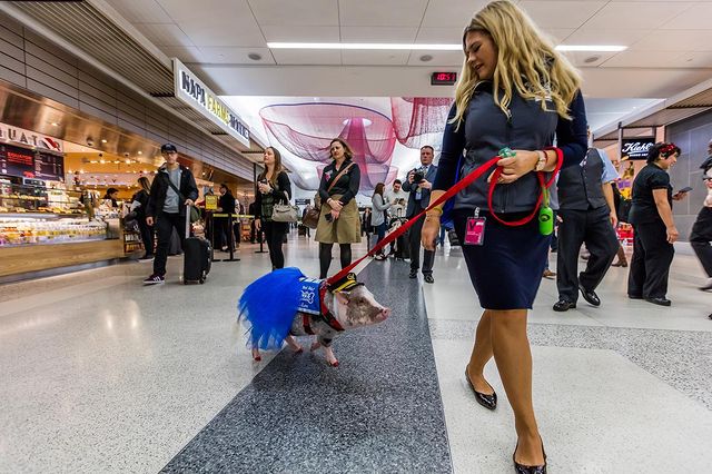 Wag Brigade! Uma equipe de animais de terapia certificados pela SF SPCA que surpreendem e encantam, tornando a viagem mais agradável. Foto: Reprodução/Instagram