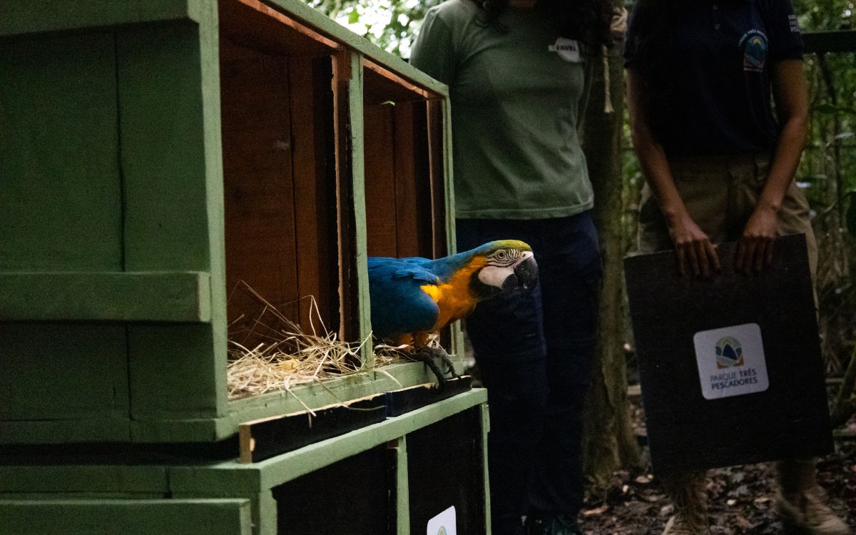 Araras-canindés voltam à Floresta da Tijuca após dois séculos de extinção. Foto: Divulgação/Flavia Zagury
