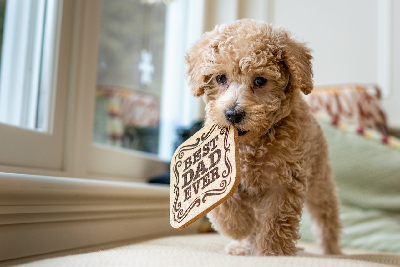 A raça Labradoodle é muito apreciada como cães de companhia e de terapia. Foto: Skyler Ewing/Pexels