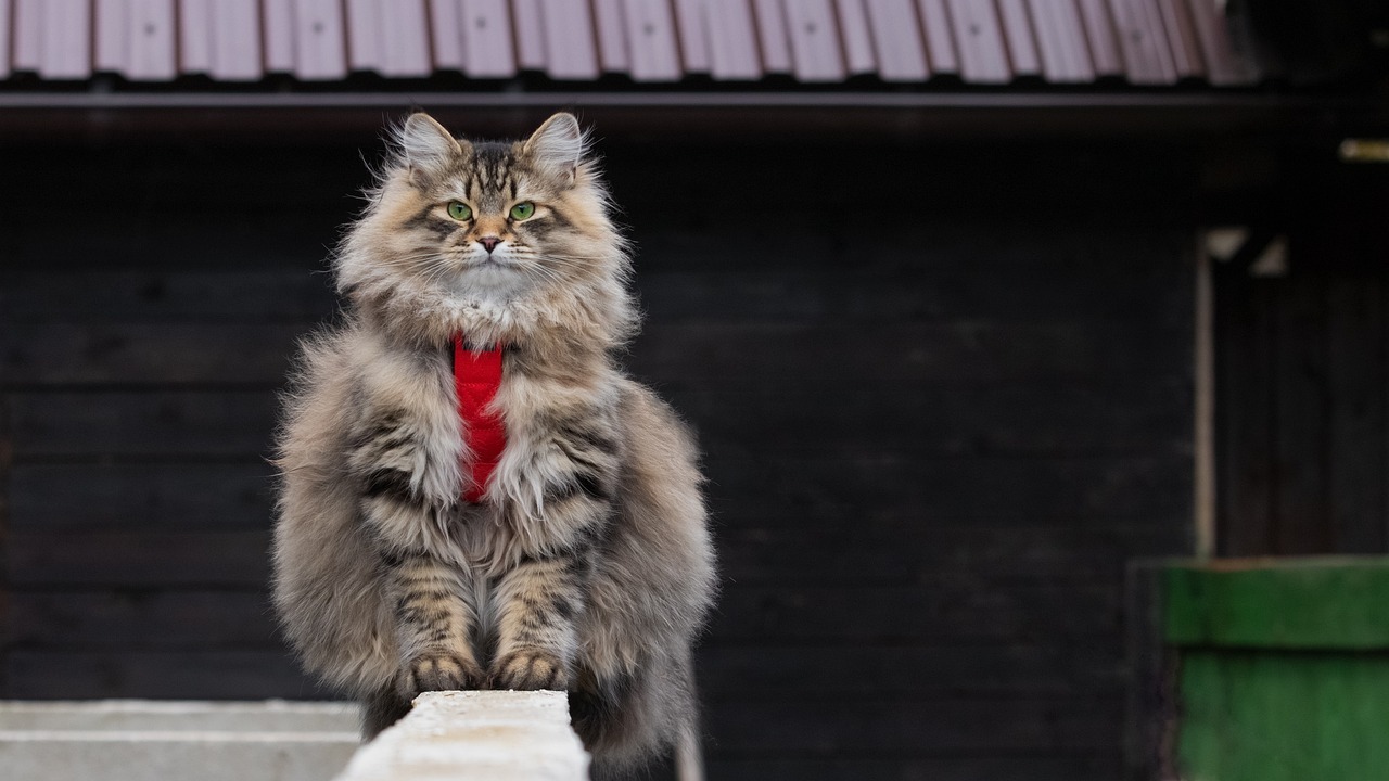 O Gato Siberiano tem uma pelagem espessa com três camadas. Foto: Sunykiller/Pixabay