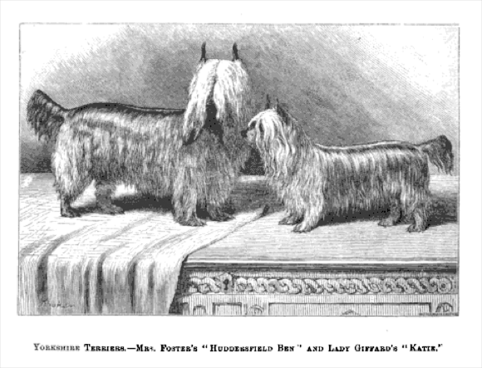 Ilustração dedicada a Huddersfield Ben, o cachorro conhecido como o ‘primeiro Yorkshire Terrier’. Foto: Reprodução